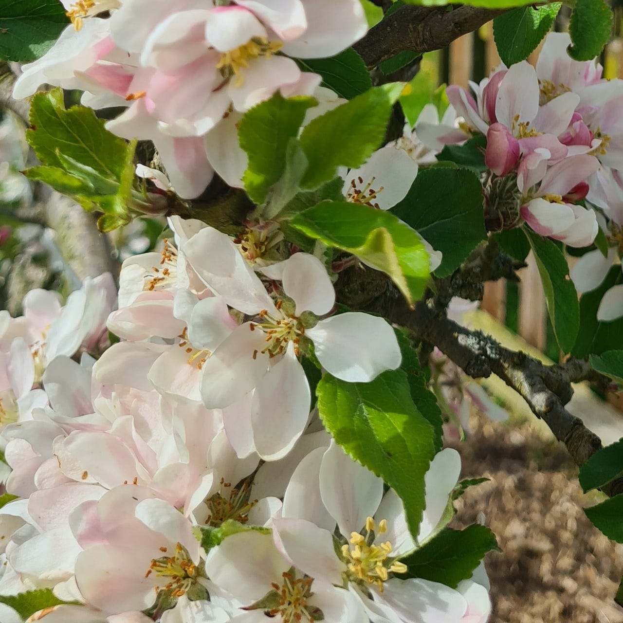 Little Orchard Magic