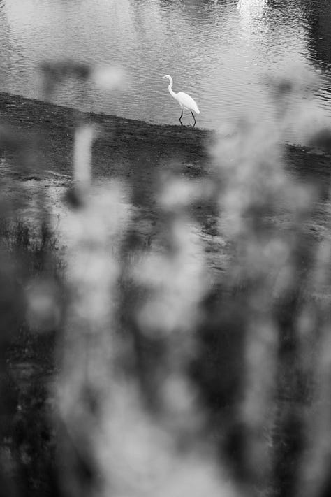 A photo essay made near the Colorado Lagoon in Long Beach, California