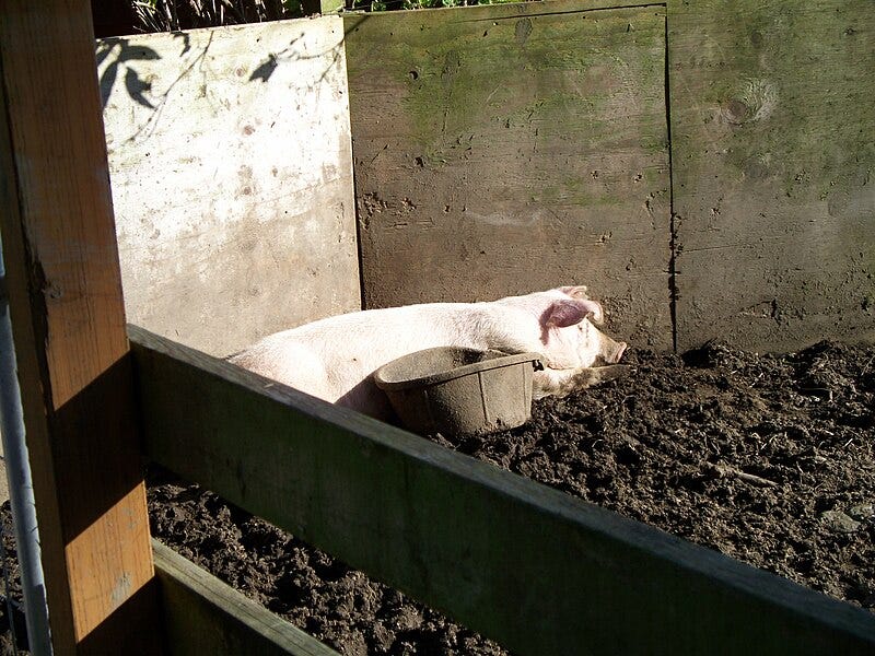 File:Domestic Pig In A Sty.JPG File:Domestic Pig In A Sty.JPG