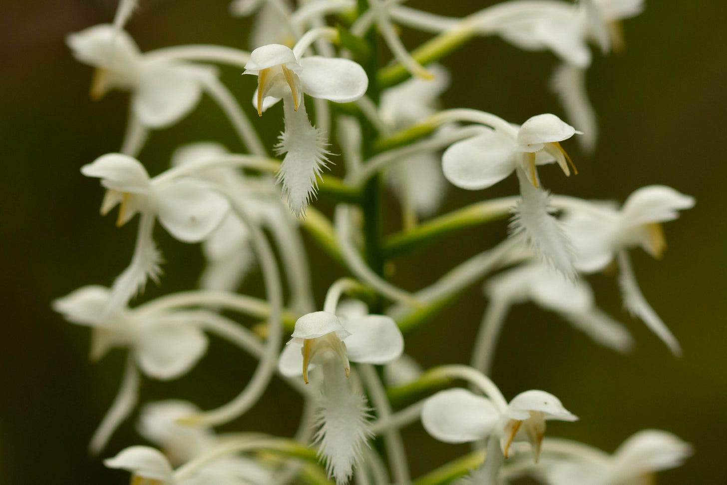 Close-up of the flowers of white fringed orchid with a long, fringed labellum