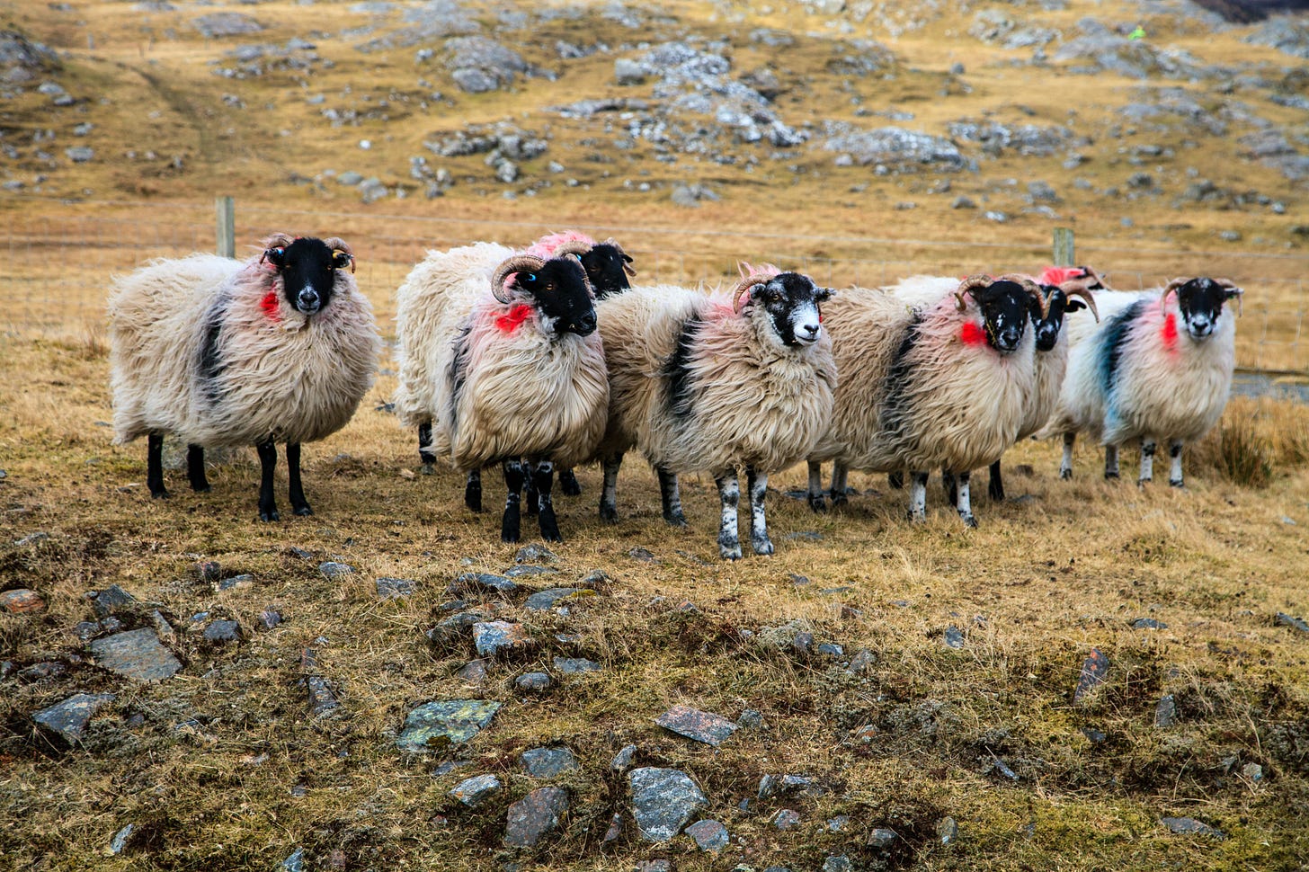 A group of windswept blackface sheep on close-cropped ground with little soil covering bare rock © Felicity Martin A group of windswept blackface sheep on close-cropped ground with little soil covering bare rock © Felicity Martin