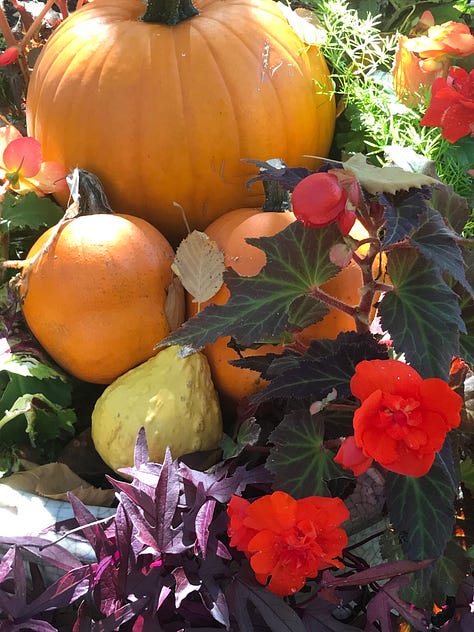 Pumpkin farm, pumpkin patch, Halloween decorations