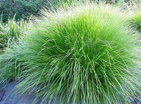Lomandra confertifolia.jpeg