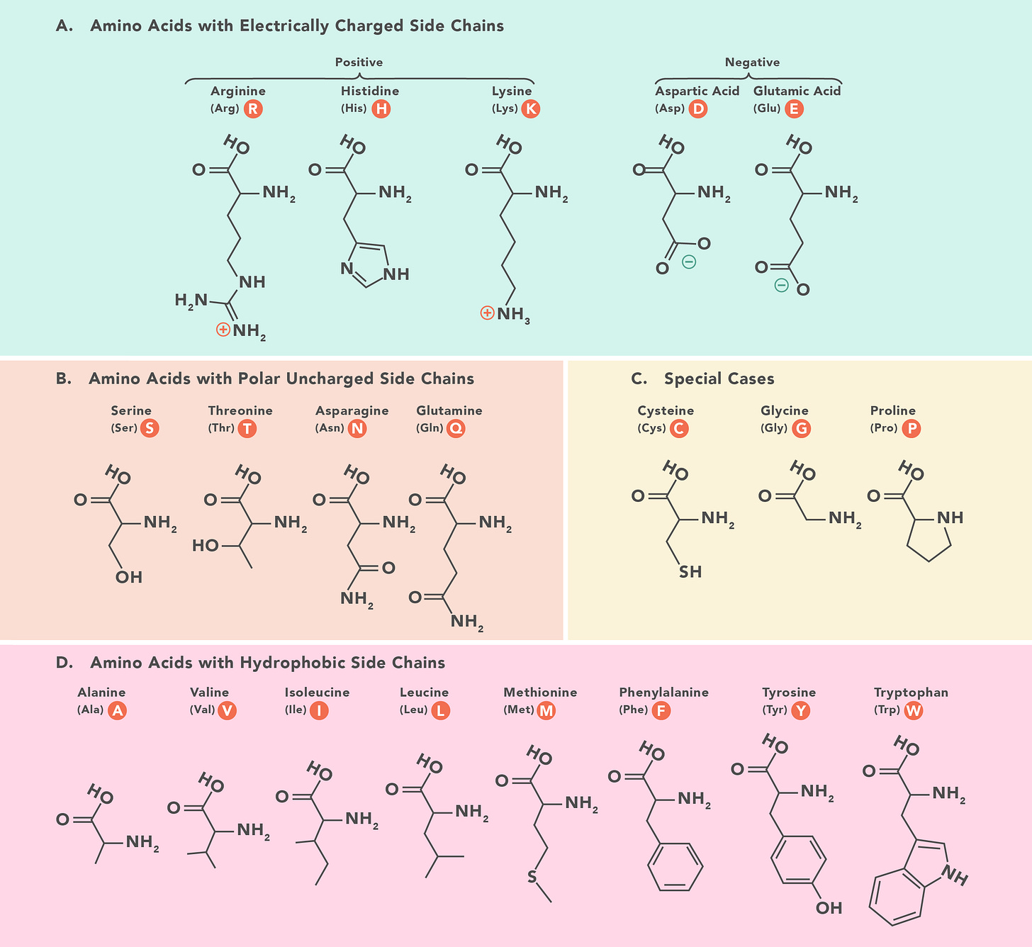 The chemical structures of the 20 amino acids that make up proteins The chemical structures of the 20 amino acids that make up proteins