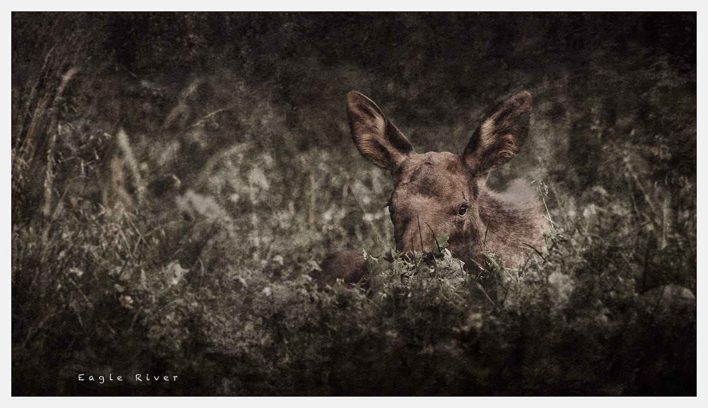 A moose calf laying in some grass in Eagle River, Alaska.