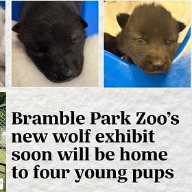 Watertown zoo staff caring for four Wisconsin wolf pups
