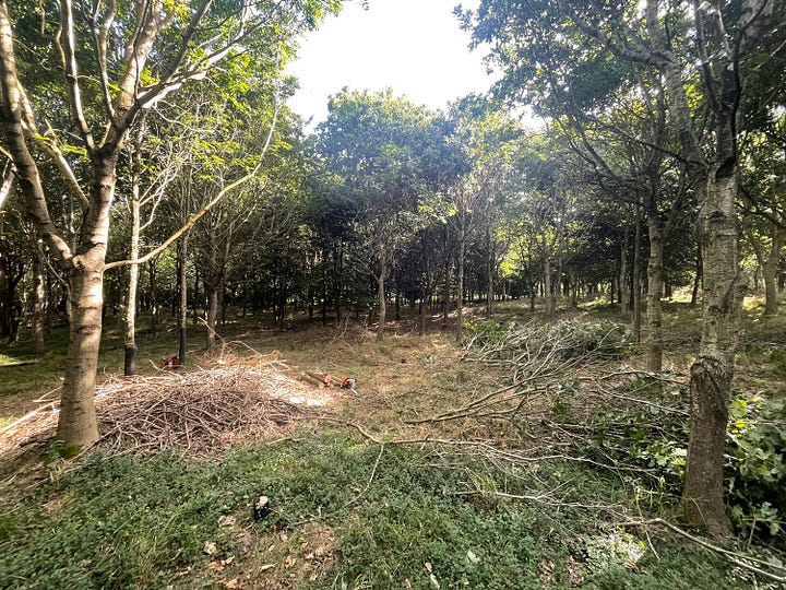 An area before thinning and after