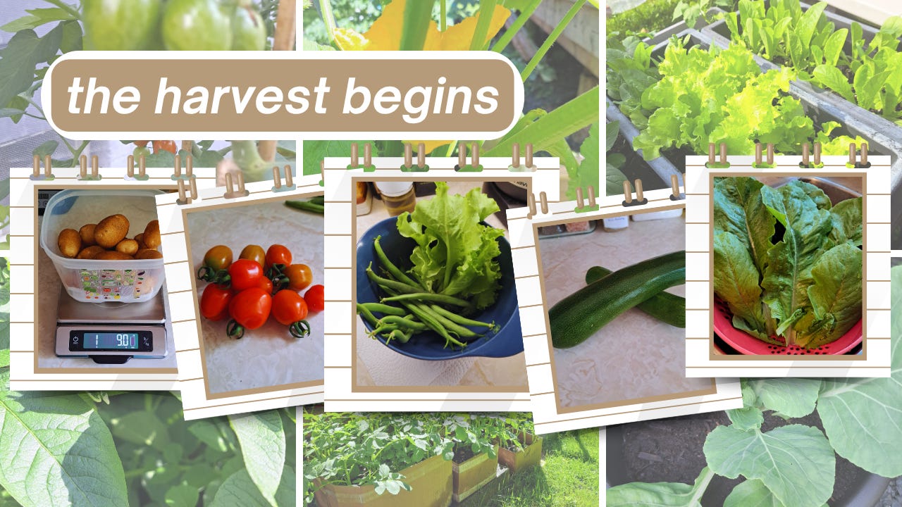 snapshots of potatoes, tomatoes, beans, lettuce, and zucchini over a background collage of various garden plants and with the heading "the harvest begins" 