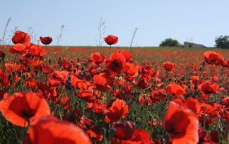 Poppies in a field.