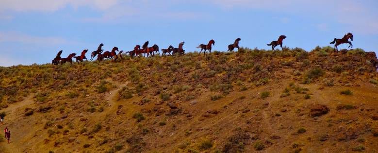 Wild Horses pic