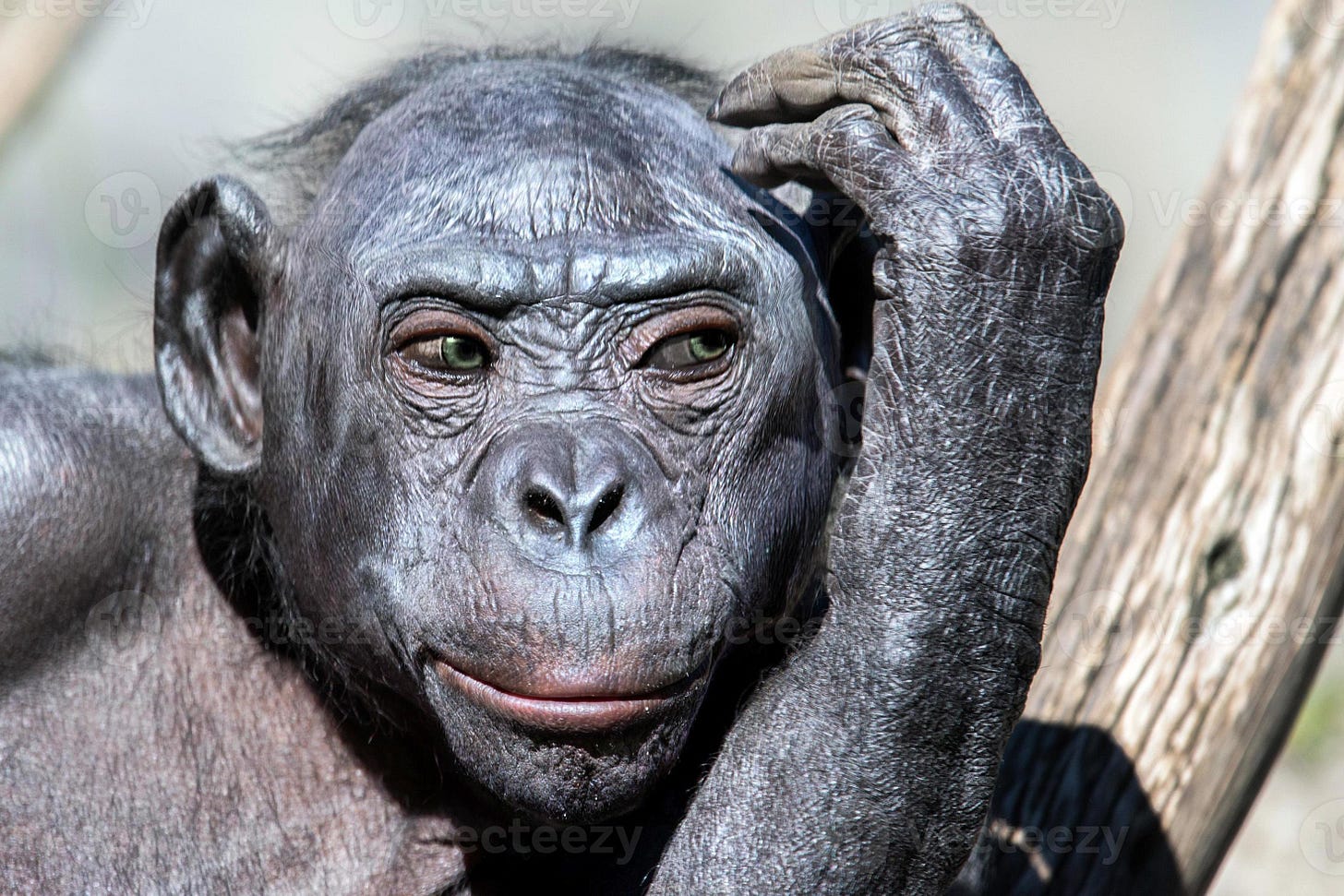 bonobo portrait female ape close up 20225253 Stock Photo at Vecteezy bonobo portrait female ape close up 20225253 Stock Photo at Vecteezy