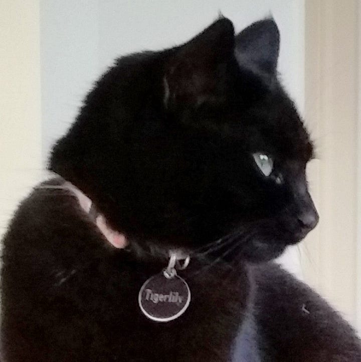 A gallery of 4 close up photos of Tigerlily and Heihei.