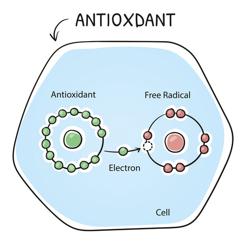 What Do Antioxidants Do? – The Skin Nerd