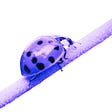Purple Ladybird Art's avatar