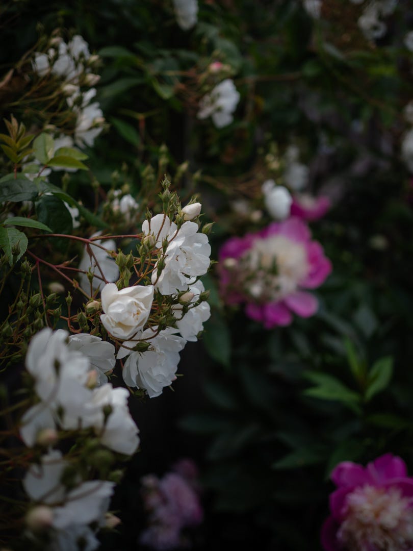 White roses blooming in the garden, their petals catching the warm, late-summer light. White roses blooming in the garden, their petals catching the warm, late-summer light.