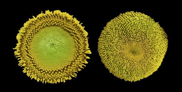 Sunflower rhythms | eLife Science Digests | eLife
