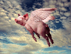Flying Pigs GIFs