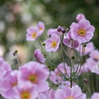 What to plant in your garden right now for later summer colour 