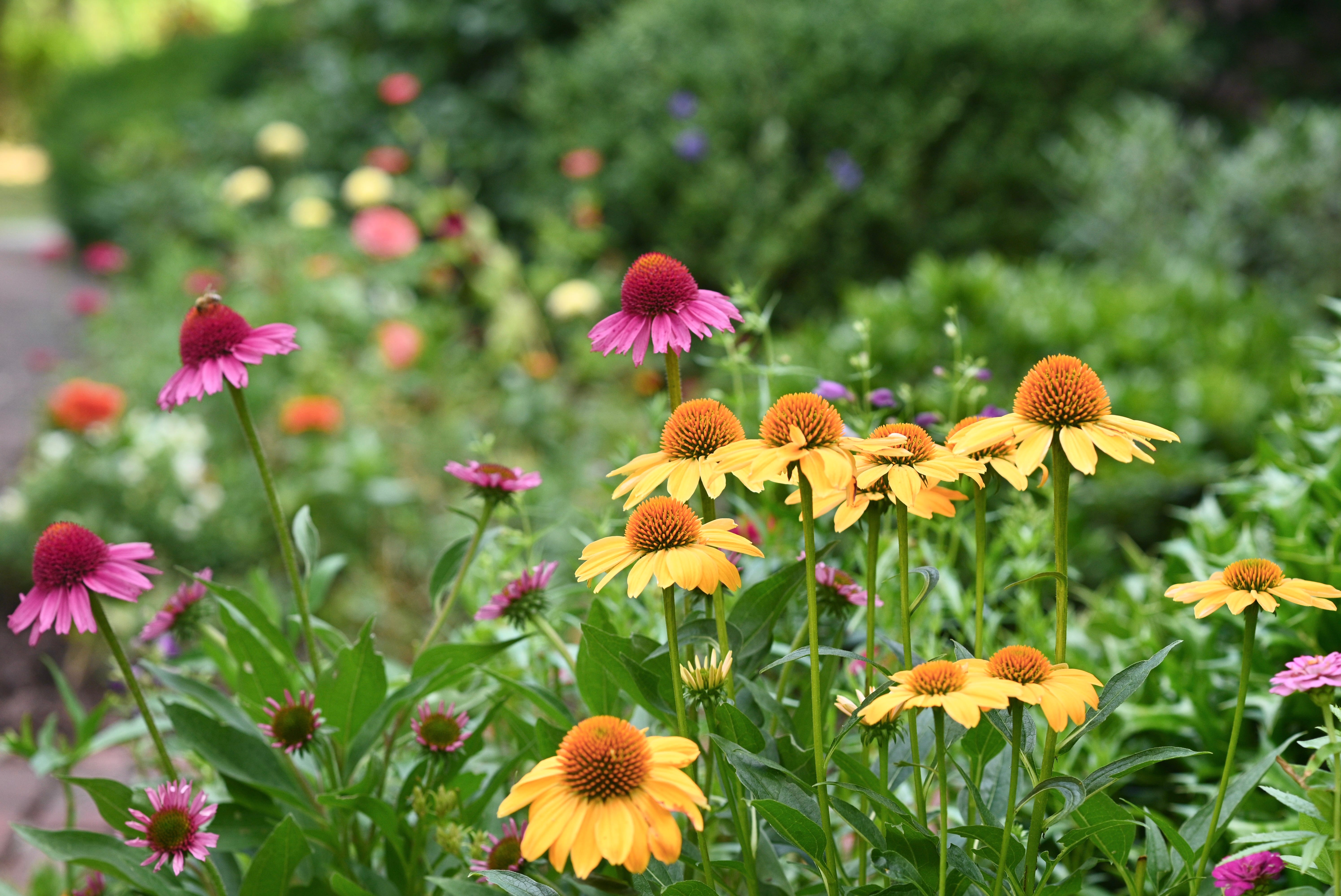 5 Charming Flowers That Bring Pollinators to Your Cottage Garden