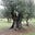 OliveTrees's avatar