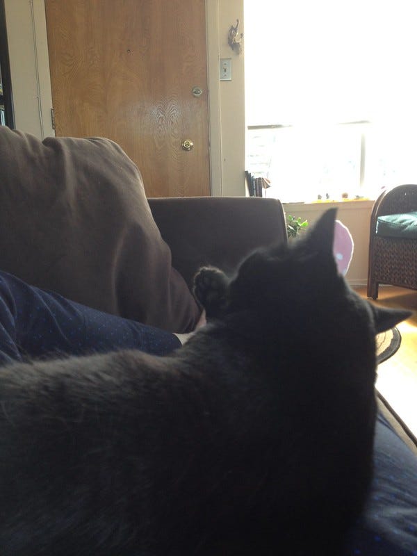 Luna the Cat on my Lap Luna the Cat on my Lap