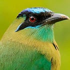 Welcome Birders!