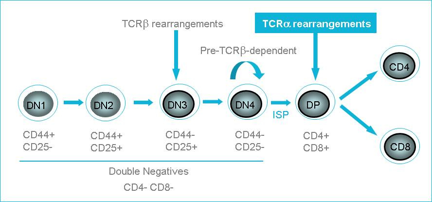 T-cell development in thymus Figure.1 T-cell development in thymus Figure.1