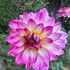 Approximately One Billion Things I Learned About Growing Dahlias This Year 