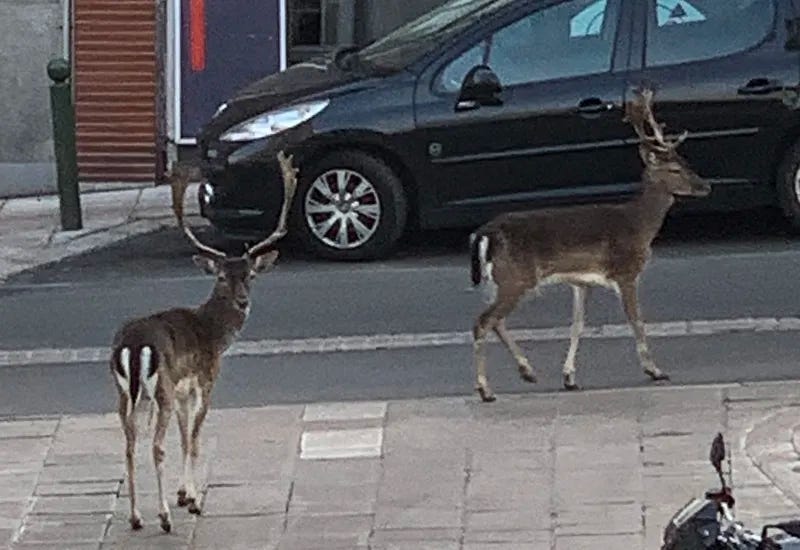 Des daims se baladent dans les rues de Boissy-Saint-Léger, le 12 avril 2020. Des daims se baladent dans les rues de Boissy-Saint-Léger, le 12 avril 2020.