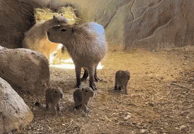 Frolicking capybaras