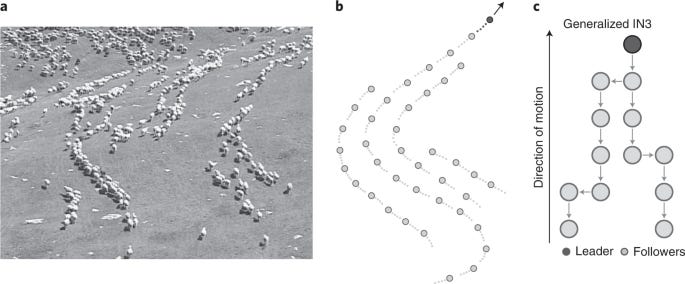Intermittent collective motion in sheep results from alternating the role  of leader and follower | Nature Physics