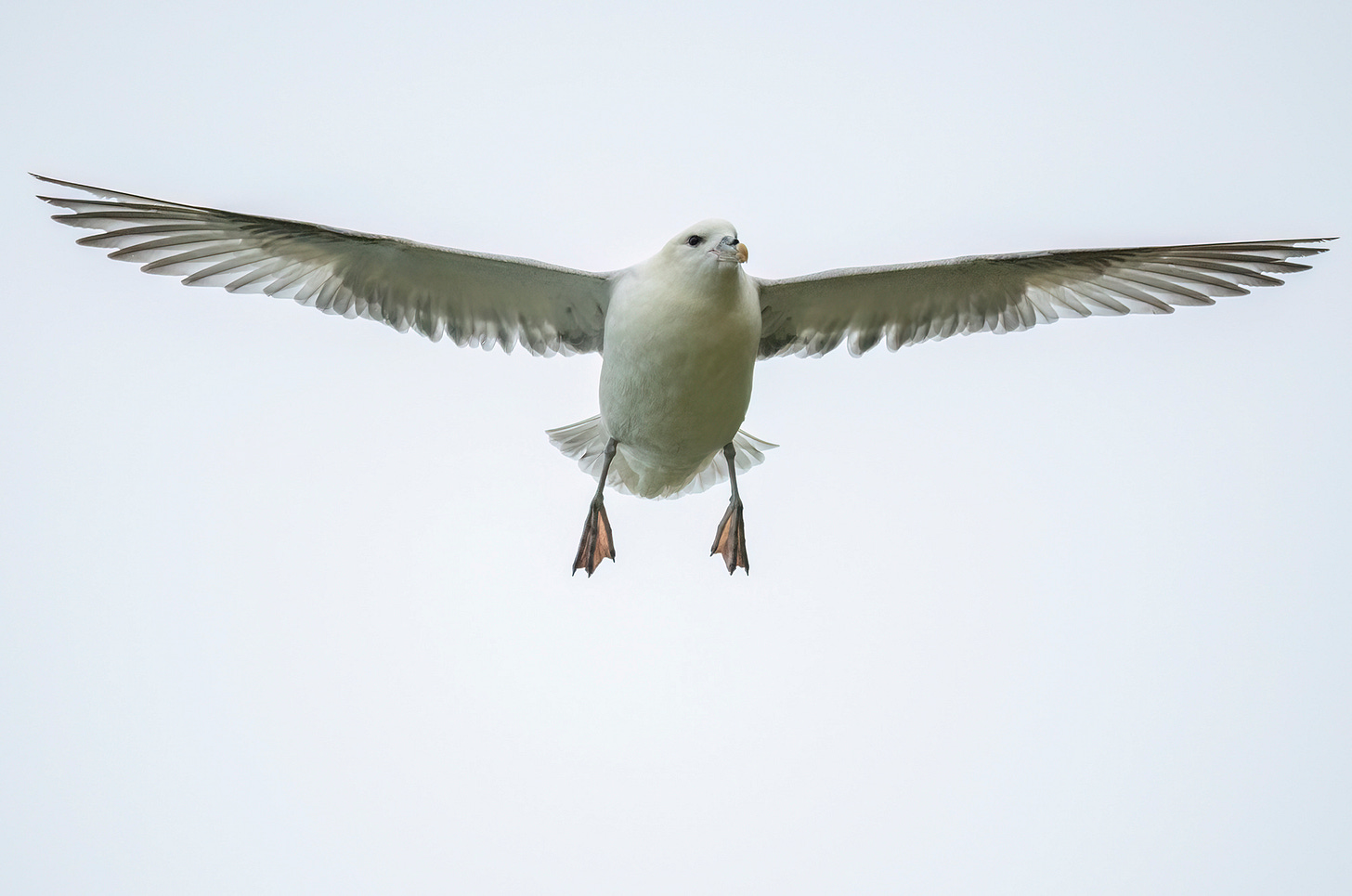 Photo of a fulmar in flight with outstretched wings and legs hanging down