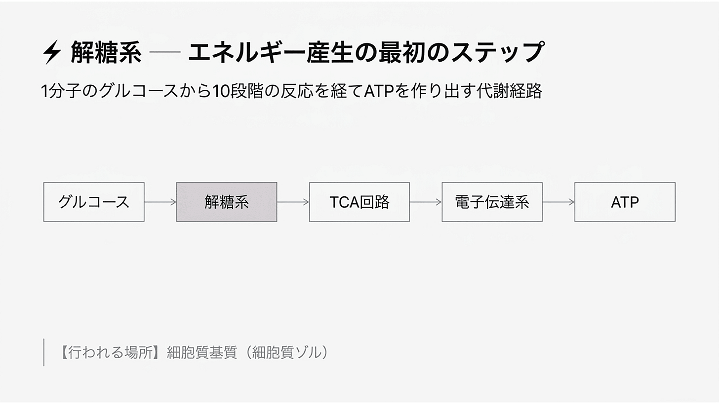 解糖系_ATP_エネルギー_慢性疲労_グルコース | 精密栄養学
