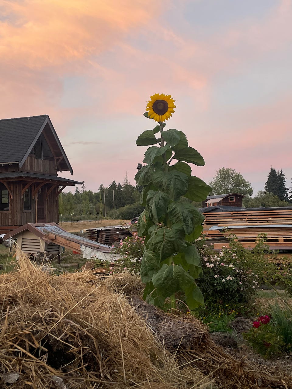 photo of a sunflower at sunset