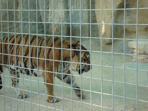 Tiger Tiger
