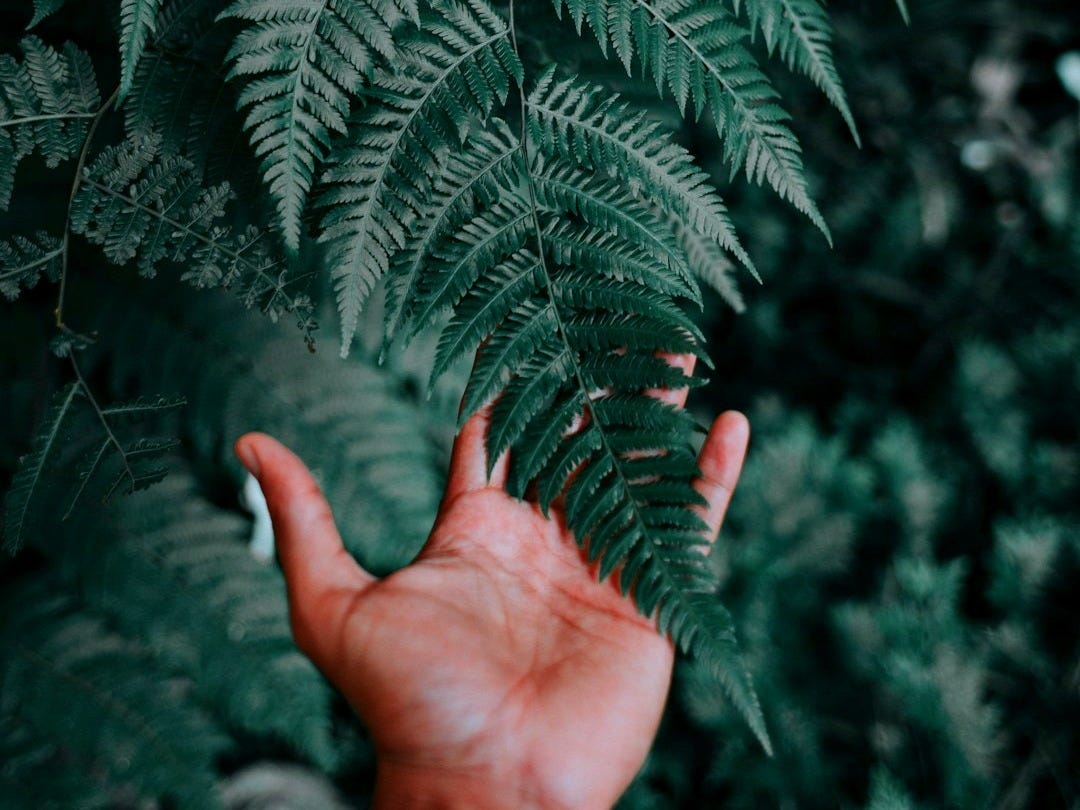 person holding green fern plant person holding green fern plant