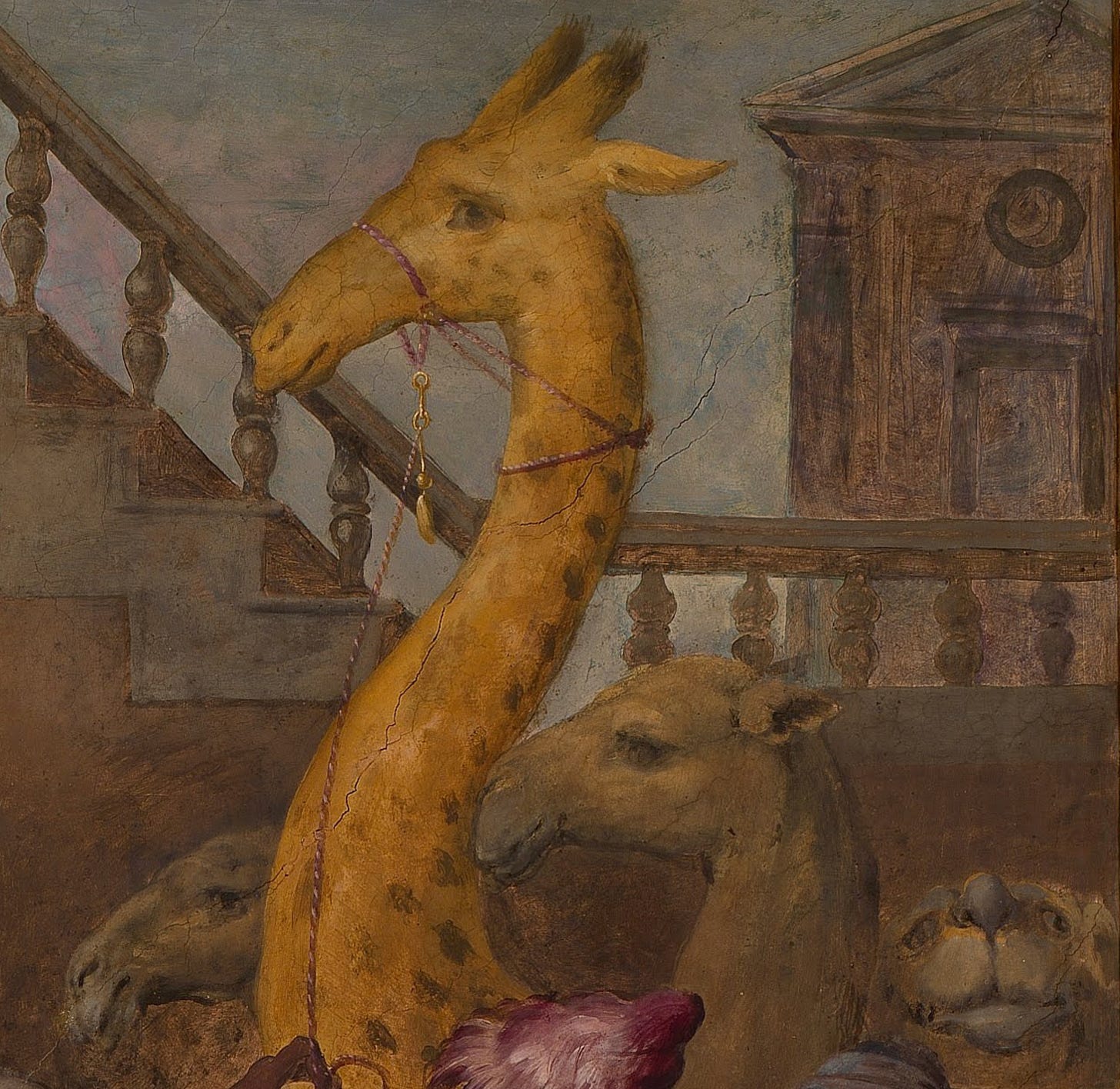 A wryly amused giraffe and three camels, two of which look like camels, wait to meet Big L. 