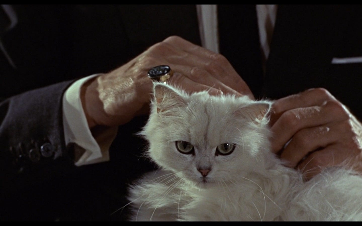 JAMES BOND MEMES: Blofeld's cat in the Bond films and beyond