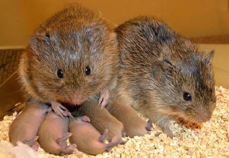 Colorado researchers use voles to study the human brain in love