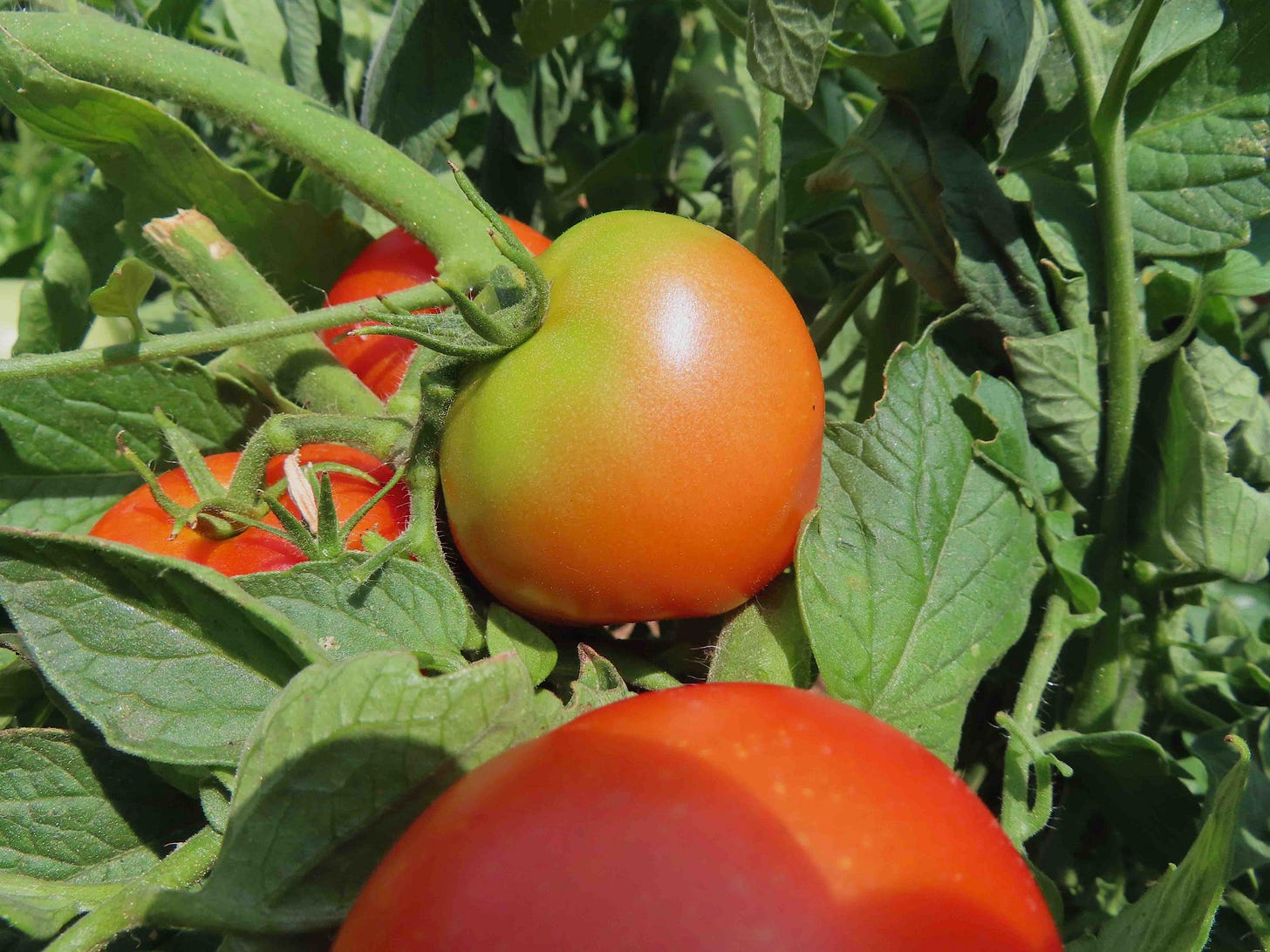 tomatoes on the vine