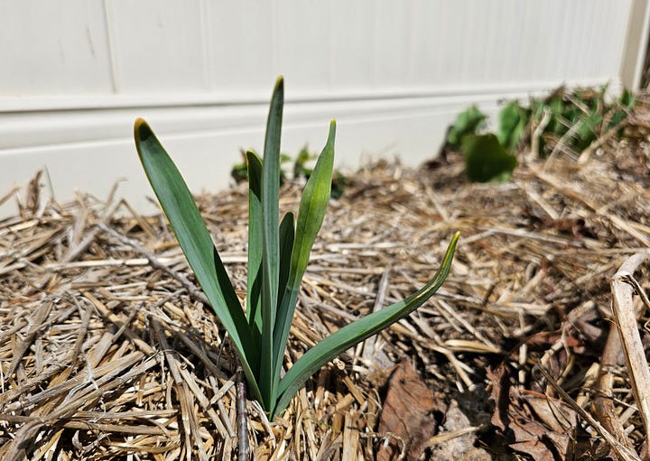 clockwise from top left: tulips, daffodils, lemon balm, chives