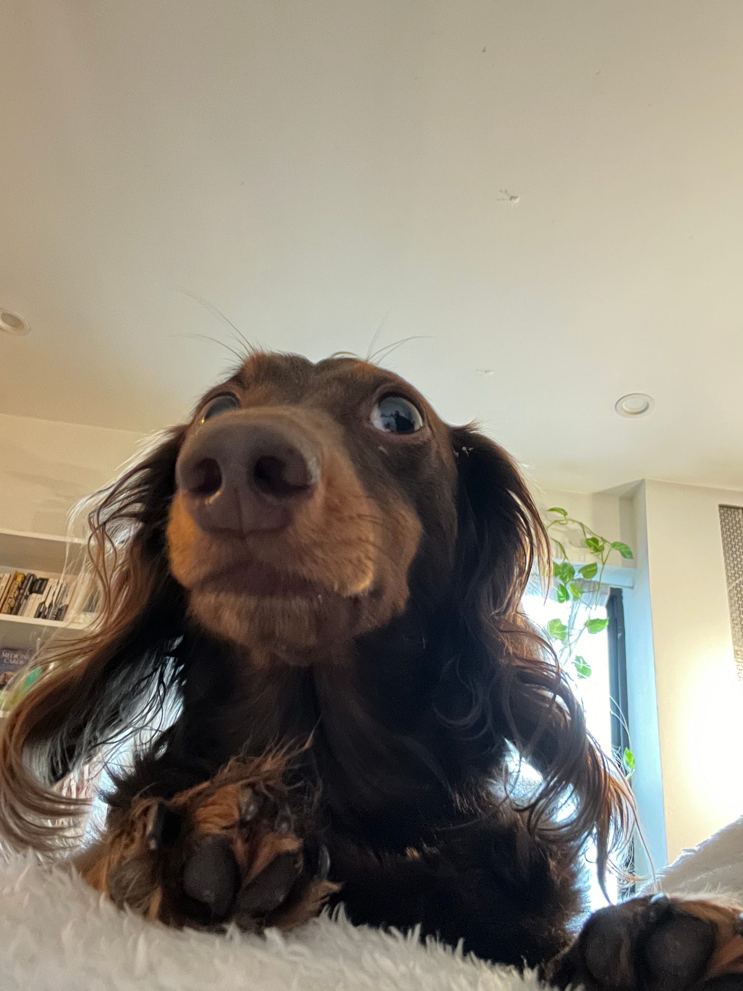 close up image of a small dog looking skeptical