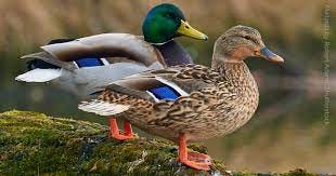 Mallard - American Bird Conservancy