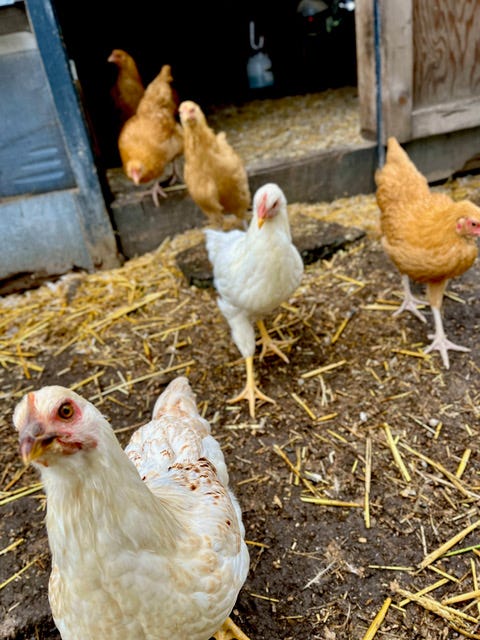 Group of white and light brown chickens. Group of white and light brown chickens.