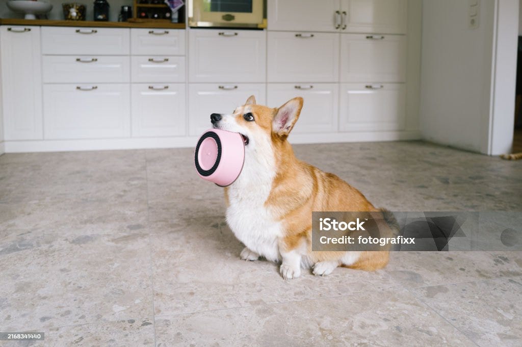 hungry dog with bowl in mouth waits for getting food trained dog Dog Stock Photo