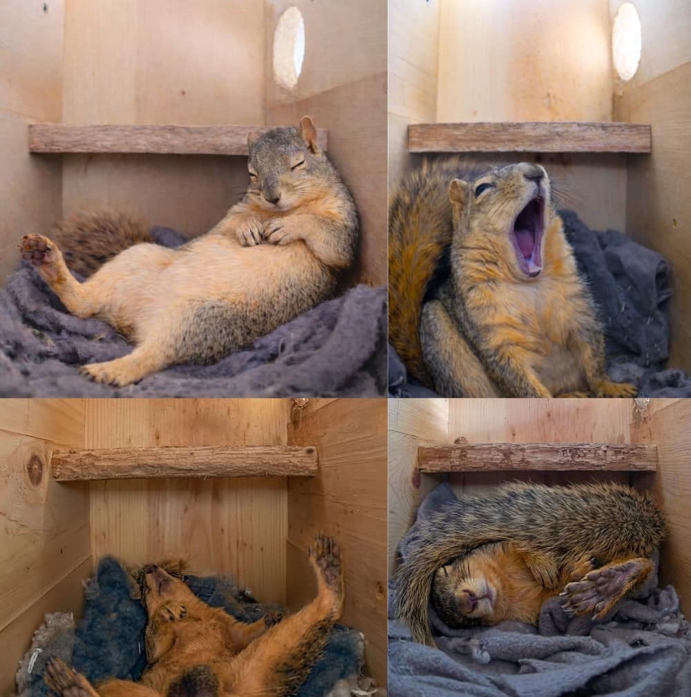 Cute photos of a squirrel in a box. Cute photos of a squirrel in a box.