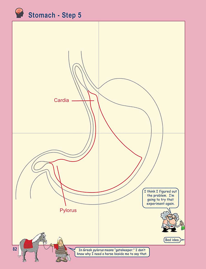 A few pages from the PDF Draw the Stomach download