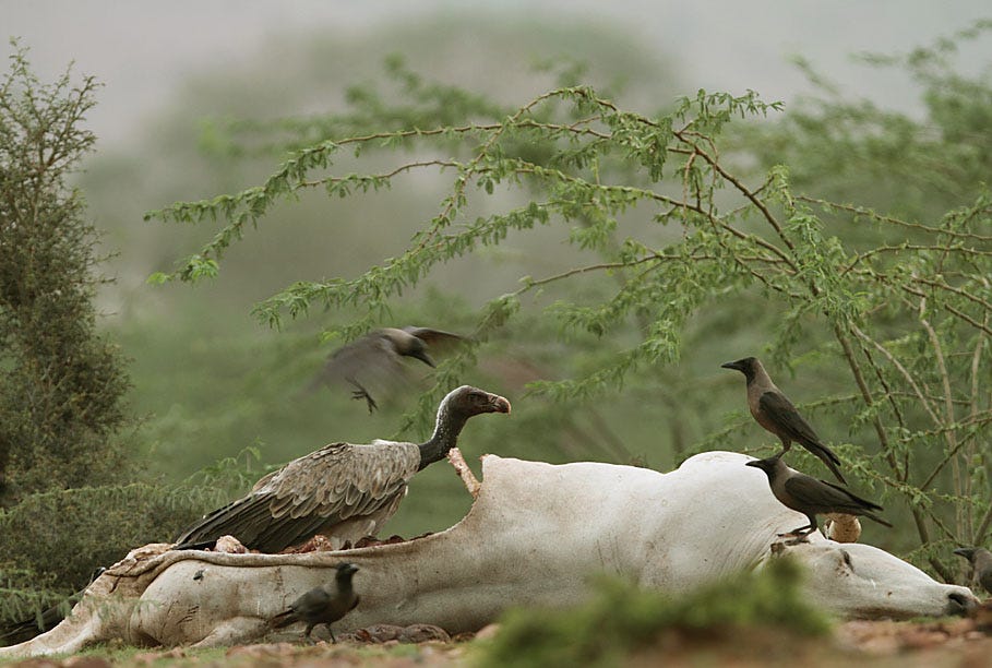 Diclofenac Ban Helps Vulture Populations | Conservation India