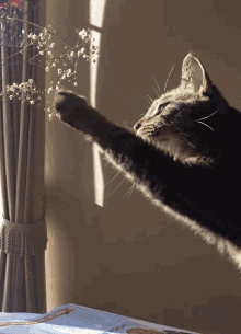 a cat reaches out to catch a flower in the sunlight a cat reaches out to catch a flower in the sunlight