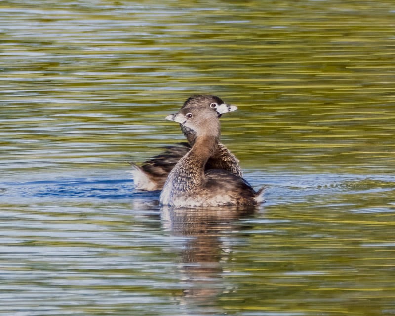 20250922-Sewailo-17-Edit.jpg 20250922-Sewailo-17-Edit.jpg